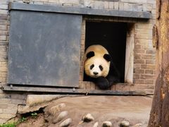 -都江堰中华大熊猫苑