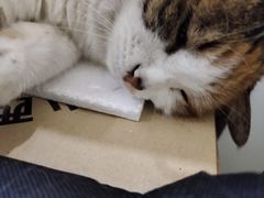 -小伙伴宠物医院•急重症转诊中心·老年专科·犬猫全科(北大街总院)