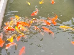 -羊楼洞