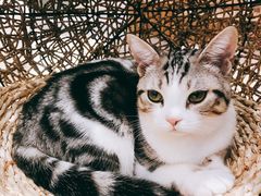 -飞行喵MR PILOT|猫舍·猫咖(静安大融城店)