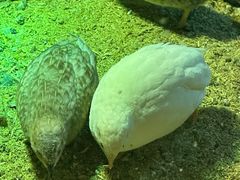 -海合安天津极地海洋公园