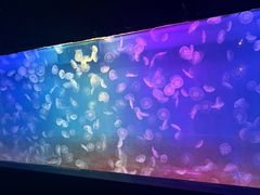 -左海海底世界