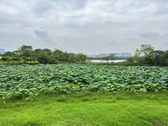 -盘龙城国家考古遗址公园