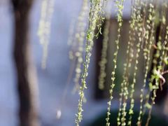 三拼坚果盘-云尚自助餐厅(佛山南海瞻云酒店)