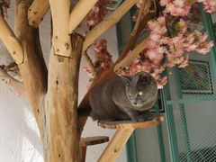 -喵屿·大理花园猫咖