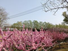 -大望京公园