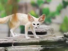 -灵玲国际马戏城