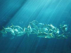 -北戴河圣蓝海洋公园