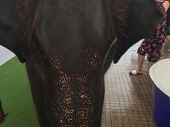 -东芭乐园