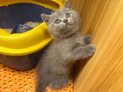 -欣宠猫屋·矮脚拿破仑·蓝金金渐层