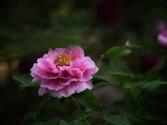 -仁和公园(顺义区)