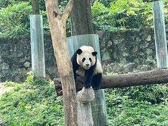 -都江堰中华大熊猫苑