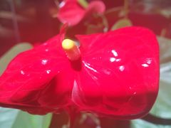 -光头卤(光谷创业街店)