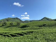 -帐篷客·溪龙茶谷度假酒店