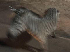 -清迈夜间动物园