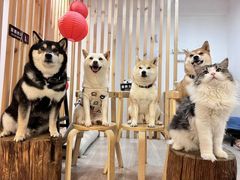 -柴迷FANS CLUB·柴犬狗咖·猫咖
