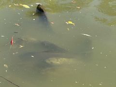 -酷鱼垂钓CLUB(朝阳区博大路店 )