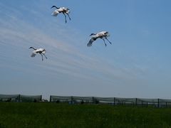 -盐城丹顶鹤湿地生态旅游区