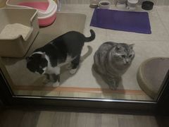 -瑞派申生动物医院·24H夜诊·国际动物医疗中心·骨外科(吴中路店)