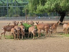 -北京麋鹿生态实验中心