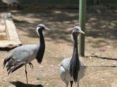 -青藏高原野生动物园