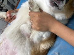 -达爱动物医院·犬猫分区·CT·复杂眼科(远洋山水分院)