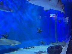 -太平洋海底世界