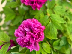 -双季花艺园艺市场(浦东店)