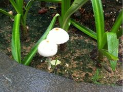 -三亚海棠湾万丽度假酒店