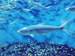 -成都浩海立方海洋公园