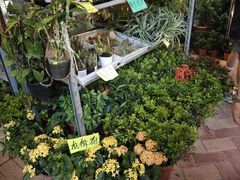 -园圃街雀鸟花园