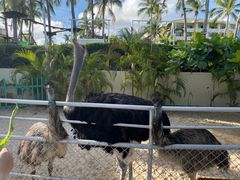 -三亚亚龙湾天域度假酒店