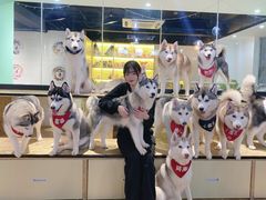 -Husky Go! 哈士奇体验馆·宠物咖啡厅狗咖