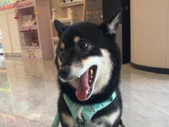 -瑞鹏宠物医院·骨科·猫科·内科(第一中心)