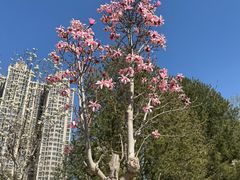 -燕郊植物园
