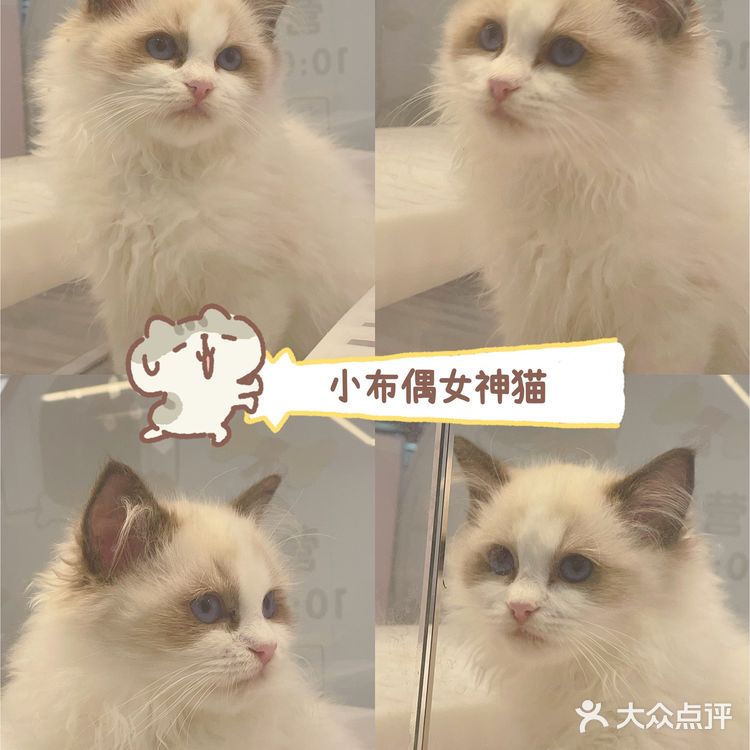 广州这里买猫最靠谱!ONLY CAT唯有猫名猫馆