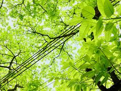 -荔湾湖公园