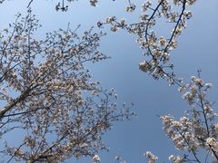 -昆山城市生态森林公园