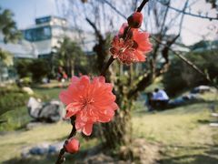 -中国科学院华南植物园