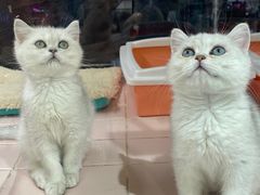 -FAELING PETS美天灵宠物(富力广场店)