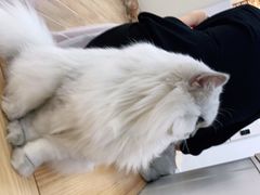 -李小姐の猫咖啡馆(五角场店)