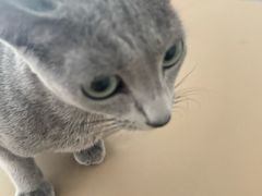 -琪喵猫屋·撸猫猫咖·猫舍