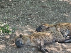 -北京野生动物园