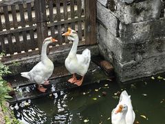 -苏州文庙(姑苏区)