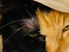 -BABIT巴比特宠物(MOMOPARK店)