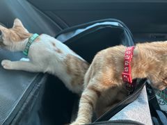 -贝康宠物医院·犬猫全科·小动物特色诊疗中心(东环路店)