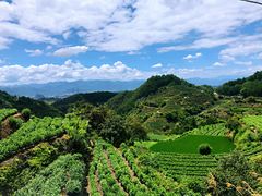 -杨家堂村