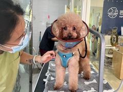 -芭比堂动物医院广州顽皮分院