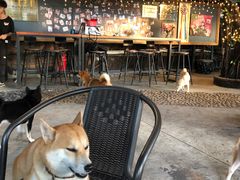 -柴犬高等学院·狗咖·柴犬售卖·宠物训练