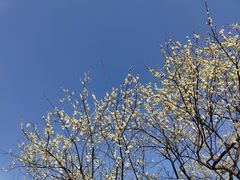 -香雪海